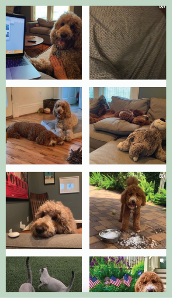 collage of labradoodles
